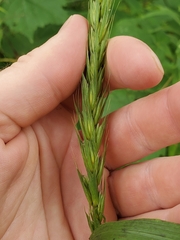 Elymus virginicus