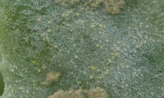 Erysiphaceae