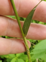 Elymus virginicus