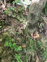 Equisetum arvense