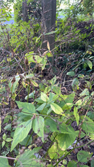 Cryptotaenia canadensis