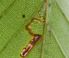 Stigmella tityrella