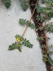 Tribulus terrestris