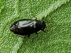 Slaterocoris
