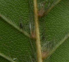 Phyllocoptes depressus