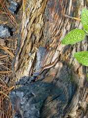 Plestiodon indubitus