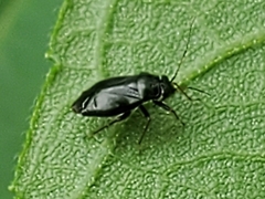 Slaterocoris