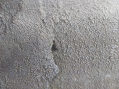 Dendryphantes