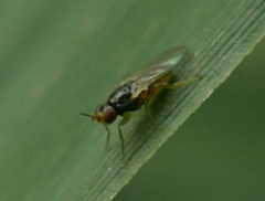 Elachiptera cornuta