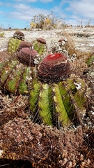 Melocactus