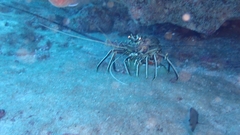 Panulirus regius