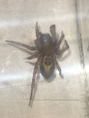 Amaurobius