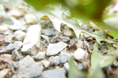 Tetramorium