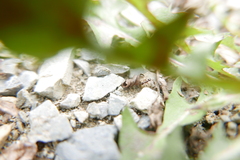 Tetramorium