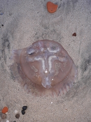 Catostylus tagi