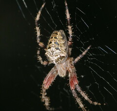 Araneus nordmanni