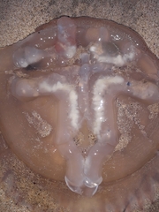 Catostylus tagi