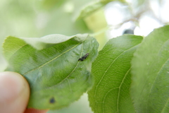 Trichochermes walkeri