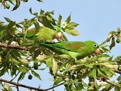 Brotogeris jugularis