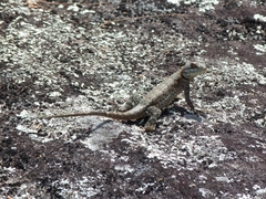 Tropidurus