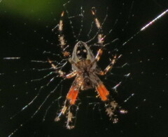 Araneus nordmanni
