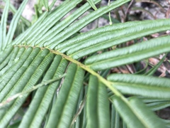 Pteris longifolia