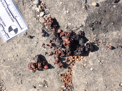 Urocyon cinereoargenteus