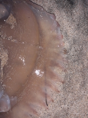 Catostylus tagi