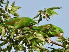 Brotogeris jugularis