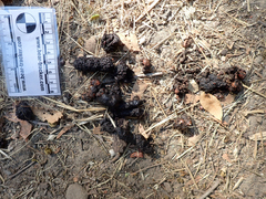 Urocyon cinereoargenteus