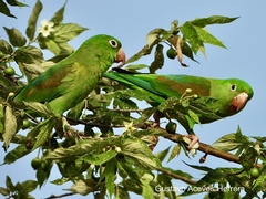 Brotogeris jugularis