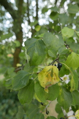 Trichochermes walkeri