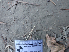 Urocyon cinereoargenteus