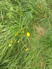 Ranunculus