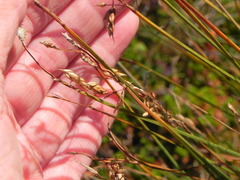 Carex rariflora