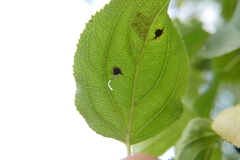 Bucculatrix frangutella