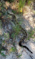 Crotalus horridus