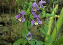 Angelonia angustifolia