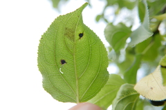 Bucculatrix frangutella