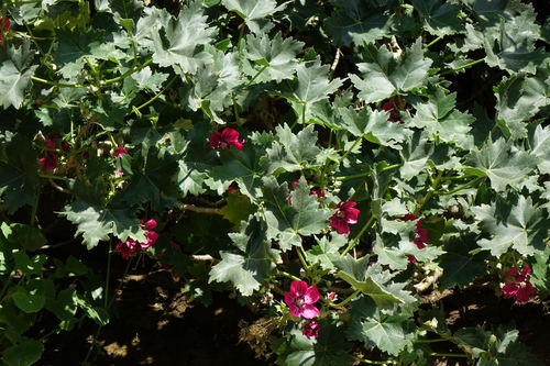 Malva assurgentiflora