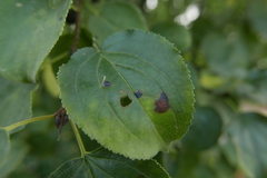 Bucculatrix frangutella
