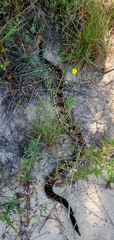 Crotalus horridus