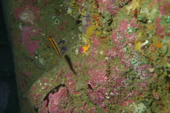 Forsterygion maryannae
