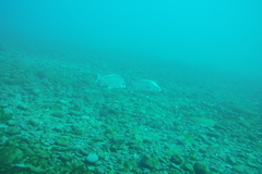 Latridopsis ciliaris