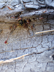 Liometopum occidentale