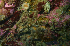 Habrosanthus bathamae image