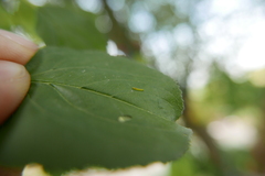 Bucculatrix frangutella