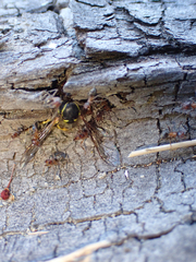 Liometopum occidentale