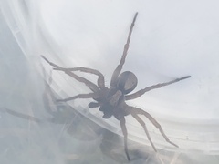 Alopecosa inquilina