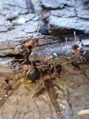 Liometopum occidentale